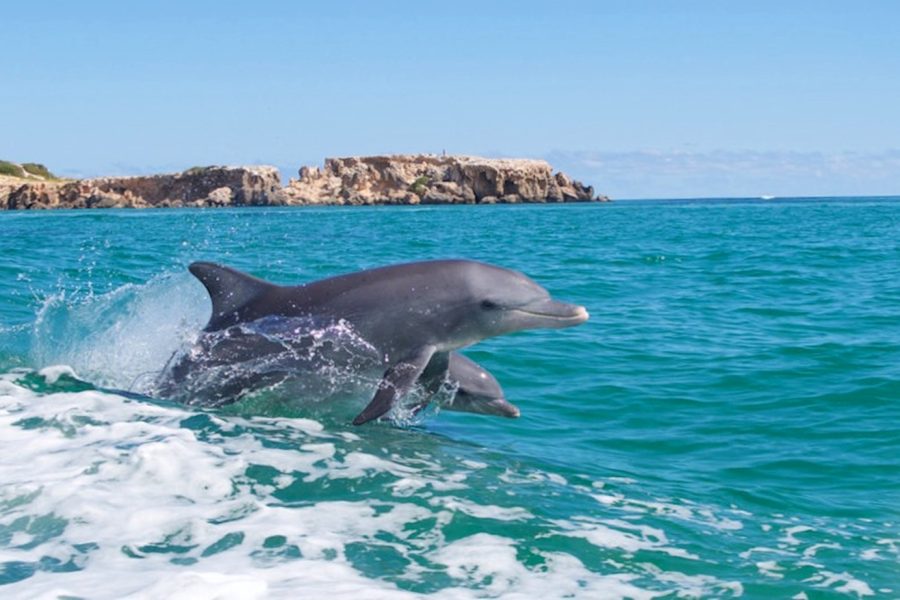 Dolphin House in Hurghada